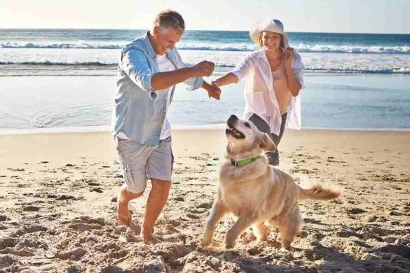 Top Reasons to Choose Pet Friendly Beach Rentals in NC for Your Getaway